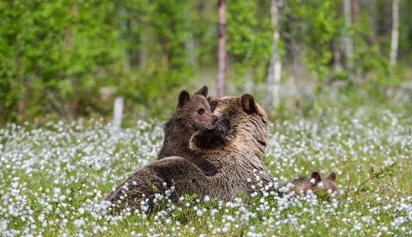 Bären Und Bärenjunge Sommerwald Auf Dem Moor Zwischen Weißen Blumen — Stockfoto