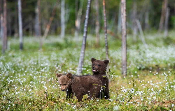 Cubs Καφέ Αρκούδα Στο Δάσος Καλοκαίρι Μεταξύ Των Λευκών Λουλουδιών — Φωτογραφία Αρχείου