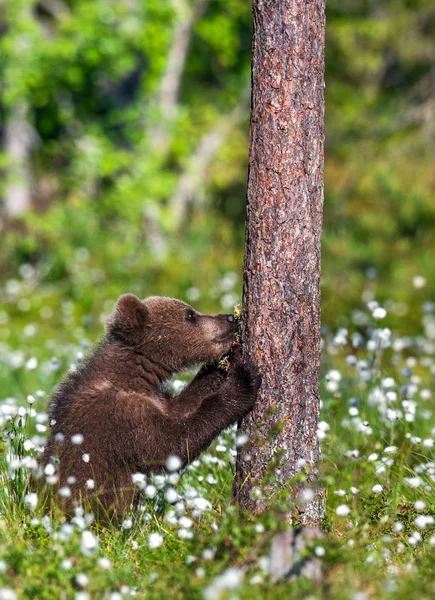 Praying Brown Bear Cub Summer Forest White Flowers Scientific Name — Stock Photo, Image