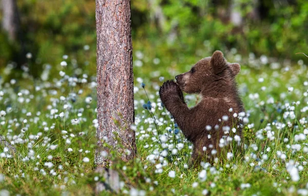 在夏日森林中祈祷的棕熊幼崽之间的白花 科学名称 乌尔苏斯阿尔克托斯 天然绿色背景 自然栖息地 — 图库照片