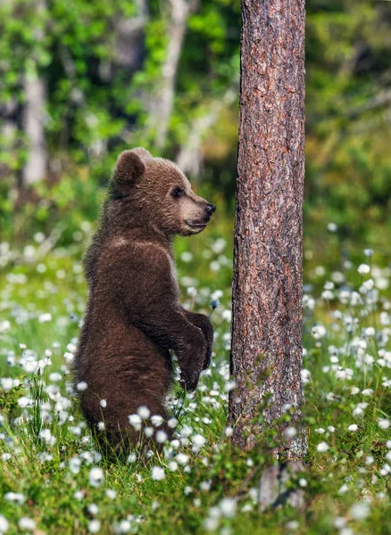 Filhote Urso Marrom Está Suas Patas Traseiras Habitat Natural Floresta — Fotografia de Stock