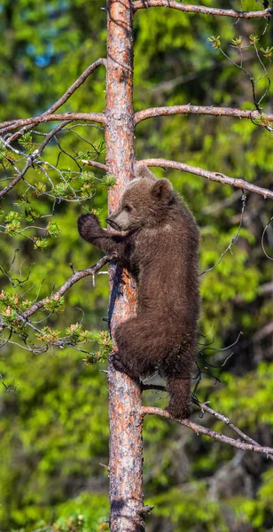 棕熊幼崽在夏季森林里爬上一棵树 科学名称 Ursus Arctos — 图库照片