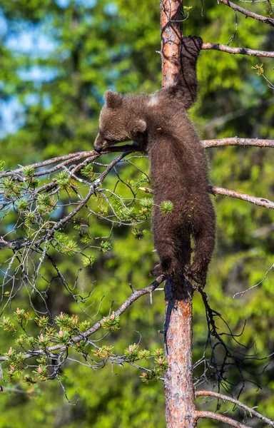 Медвежонок Залезает Дерево Летнем Лесу Скандальное Имя Ursus Arctos — стоковое фото