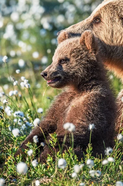 Bliska Portret Niedźwiedź Brunatny Cub Las Lato Wśród Białych Kwiatów — Zdjęcie stockowe