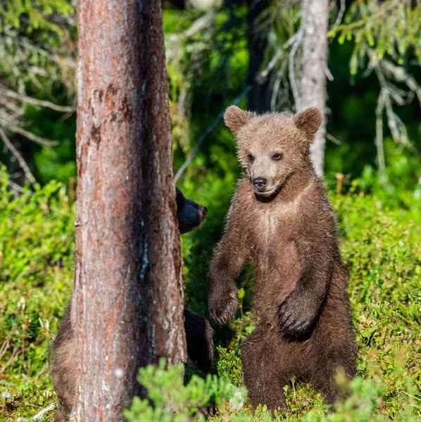 Filhote Urso Marrom Está Suas Patas Traseiras Habitat Natural Floresta — Fotografia de Stock