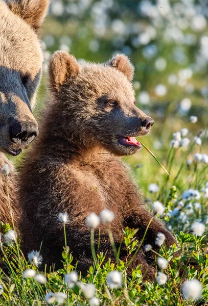 Cachorro Oso Marrón Oso Bosque Verano Entre Flores Blancas Retrato —  Fotos de Stock