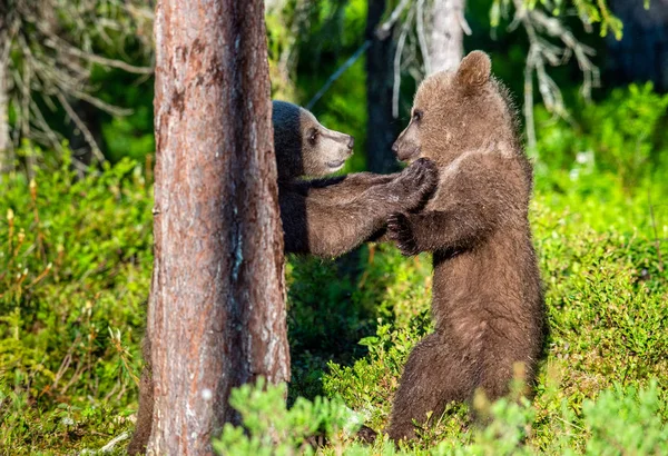 Cuccioli Orso Bruno Combattono Scherzosamente Nella Foresta Estiva Nome Scientifico — Foto Stock