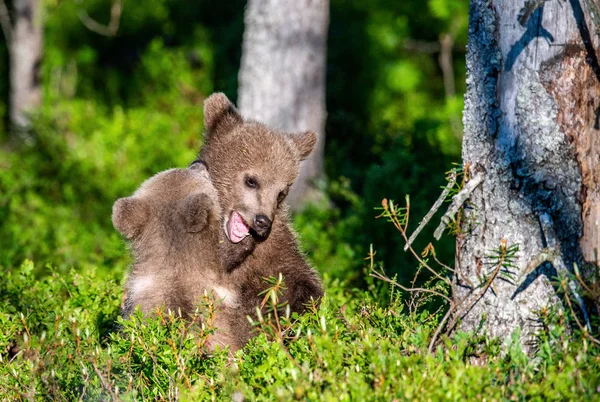 Cuccioli Orso Bruno Combattono Scherzosamente Nella Foresta Estiva Nome Scientifico — Foto Stock