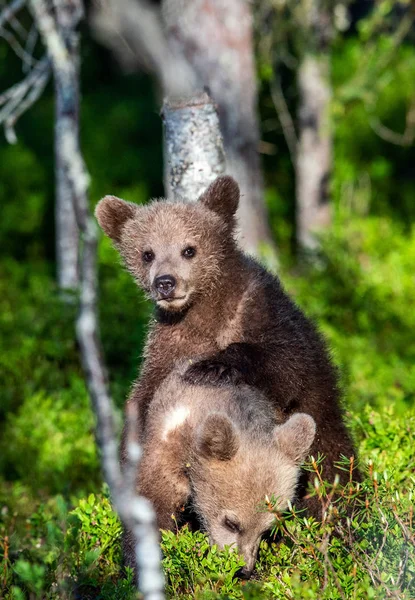 夏の森 科学的な名前でふざけて戦って茶色のクマ カブス Ursus Arctos Arctos 自然の生息地 — ストック写真