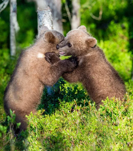 Brown Bear Cubs Lutando Brincando Floresta Verão Nome Científico Ursus — Fotografia de Stock