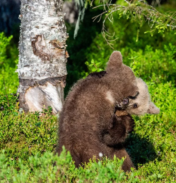 Brown Bear Cubs Lutando Brincando Floresta Verão Nome Científico Ursus — Fotografia de Stock