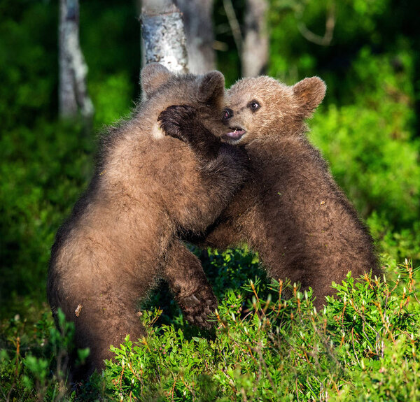 Brown Bear Cubs playfully fighting in summer forest, Scientific name: Ursus Arctos Arctos. Natural habitat.