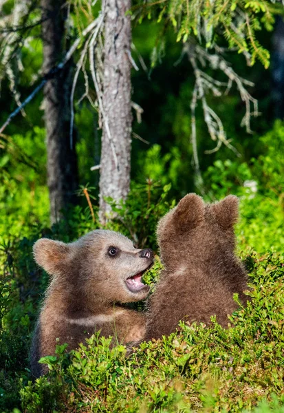Brown Bear Cubs Jugando Bosque Verano Nombre Científico Ursus Arctos — Foto de Stock