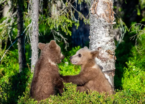 Коричневый Медведь Кабс Игриво Сражается Летнем Лесу Научное Название Ursus — стоковое фото