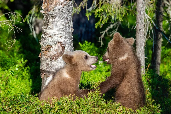 Cuccioli Orso Bruno Combattono Scherzosamente Nella Foresta Estiva Nome Scientifico — Foto Stock