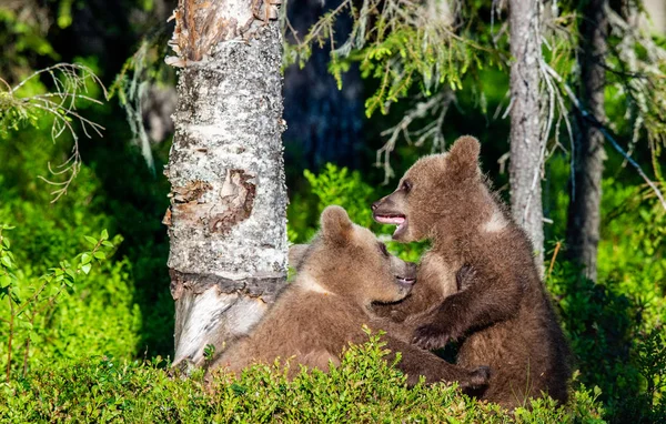 夏の森 科学的な名前でふざけて戦って茶色のクマ カブス Ursus Arctos Arctos 自然の生息地 — ストック写真