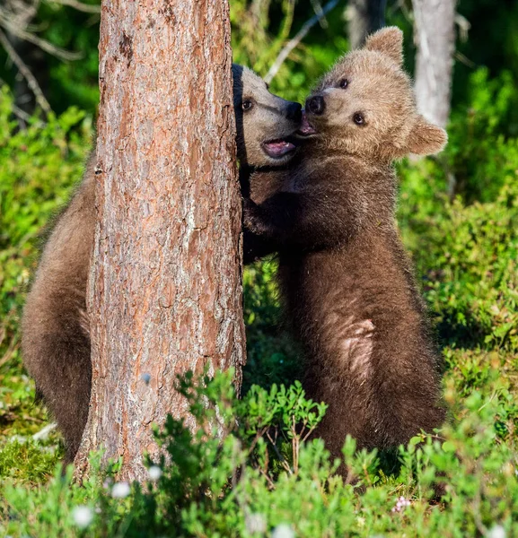 Barna Medve Cubs Játékosan Harci Nyár Erdő Tudományos Neve Ursus — Stock Fotó