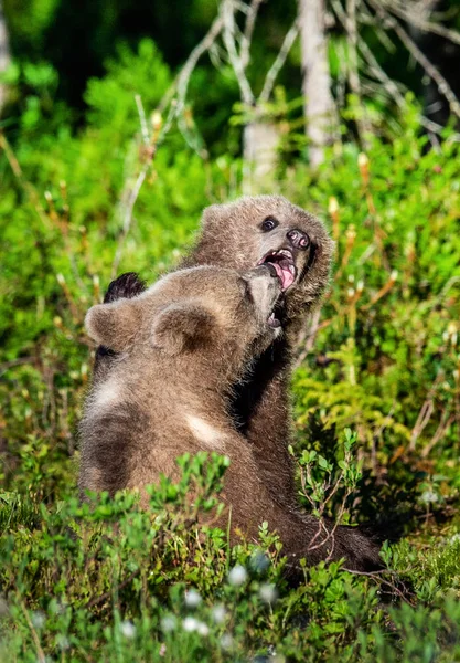 Brown Bear Cubs Lutando Brincando Floresta Verão Nome Científico Ursus — Fotografia de Stock