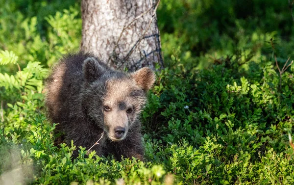 Brown Bear Cub Hraje Létě Zelený Les Vědecký Název Ursus — Stock fotografie