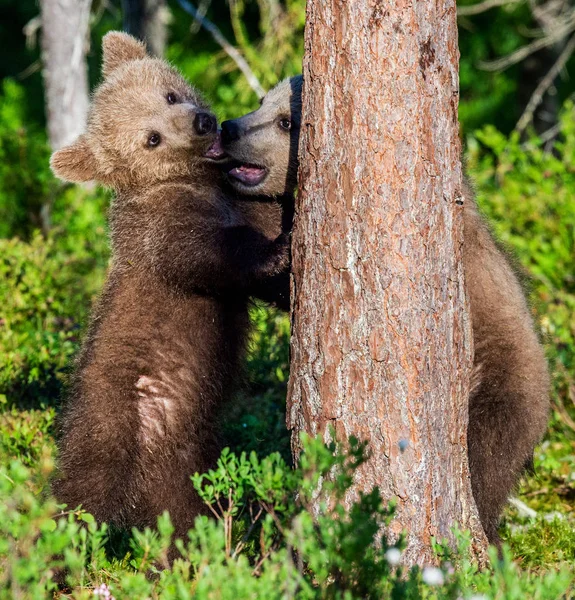 Brown Bear Cubs Jugando Bosque Verano Nombre Científico Ursus Arctos —  Fotos de Stock