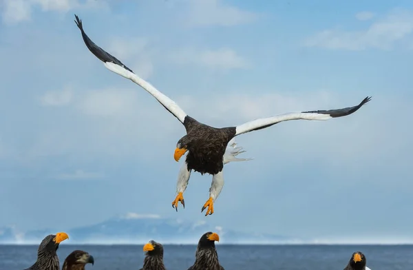 Aquila Mare Steller Adulto Volo Nome Scientifico Haliaeetus Pelagicus Cielo — Foto Stock