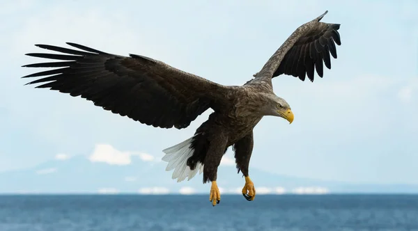 Águila Cola Blanca Adulta Vuelo Sobre Cielo Azul Nombre Científico — Foto de Stock