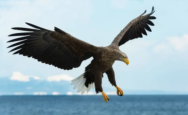 Mavi Gökyüzü Üzerinde Uçuş Yetişkin Kuyruklu Kartal Bilimsel Adı Haliaeetus — Stok fotoğraf