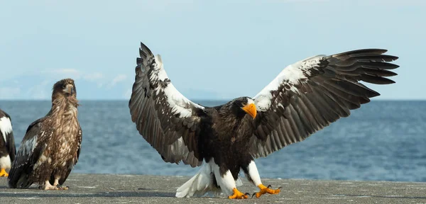 Adult Steller Sea Eagle Landed Scientific Name Haliaeetus Pelagicus Blue — Stock Photo, Image