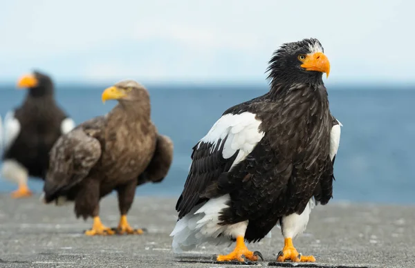 史泰勒的海鹰飞越蓝天和海洋 科学名称 Haliaeetus Pelagicus 自然栖息地 — 图库照片