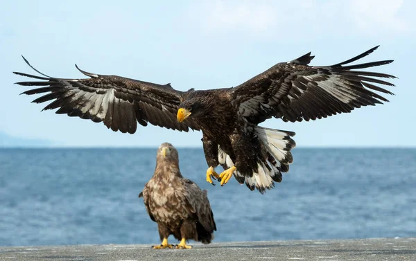 Fiatalkori Steller Tengeri Sas Leszállt Tudományos Név Haliaeetus Pelagicus Kék — Stock Fotó