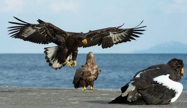 少年史泰勒的海鹰着陆了 科学名称 Haliaeetus Pelagicus 蓝色的天空和海洋背景 — 图库照片