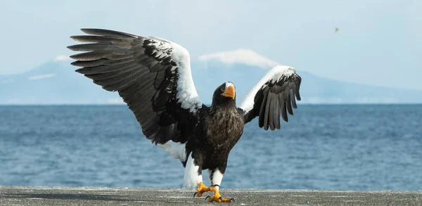 Dorosły Bielik Wylądował Nazwa Naukowa Haliaeetus Pelagicus Błękitne Niebo Ocean — Zdjęcie stockowe