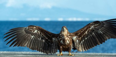 Juvenil Steller'ın deniz kartal indi. Bilimsel adı: Haliaeetus pelagicus. Mavi gökyüzü ve okyanus arka plan. Kış sezonu.