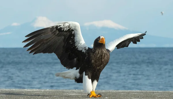 Dorosły Bielik Wylądował Nazwa Naukowa Haliaeetus Pelagicus Błękitne Niebo Ocean — Zdjęcie stockowe
