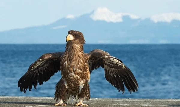 Der Jugendliche Seeadler Landete Wissenschaftlicher Name Haliaeetus Pelagicus Blauer Himmel — Stockfoto