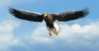 Yetişkin Steller'ın deniz kartal uçuş. Bilimsel adı: Haliaeetus pelagicus. Mavi gökyüzü arka plan.