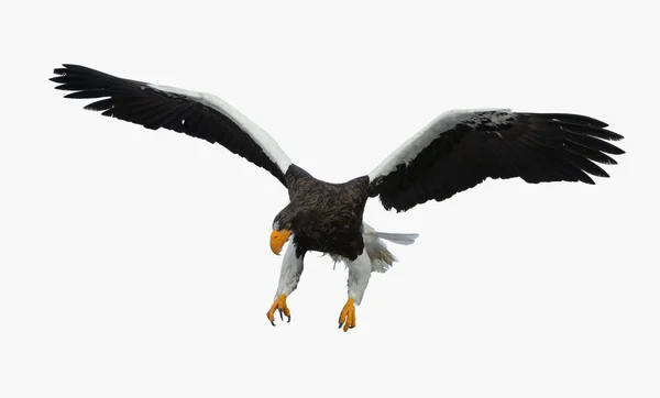 배경에 비행에서 Steller의 바다가 과학적인 Haliaeetus Pelagicus — 스톡 사진