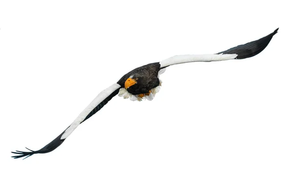 배경에 비행에서 Steller의 바다가 과학적인 Haliaeetus Pelagicus — 스톡 사진