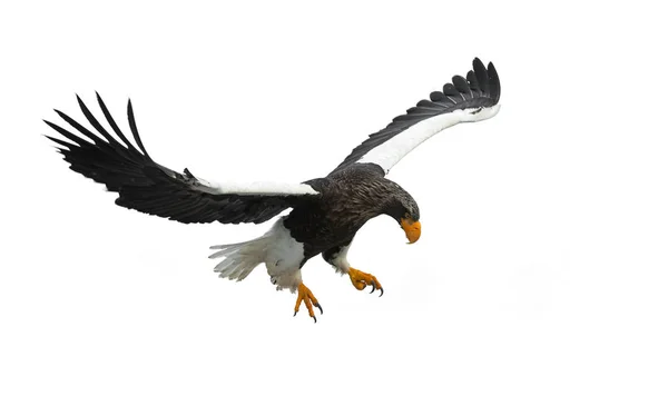 Ausgewachsene Seeadler Flug Isoliert Auf Weißem Hintergrund Wissenschaftlicher Name Haliaeetus — Stockfoto