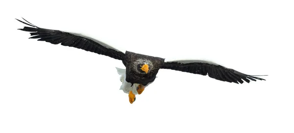 Adult Stellers Sea Eagle Flight Isolerat Vit Bakgrund Vetenskaplig Namn — Stockfoto