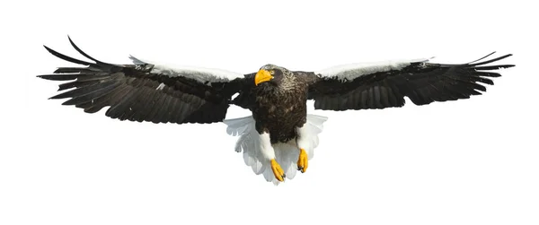 Adult Steller Sea Eagle Flight Isolated White Background Scientific Name — Stock Photo, Image