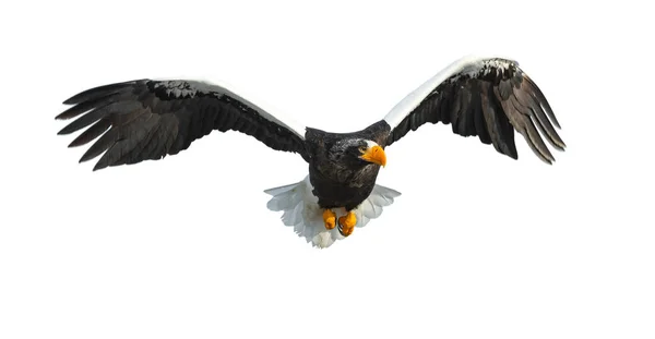 Adult Steller Sea Eagle Flight Isolated White Background Scientific Name — Stock Photo, Image
