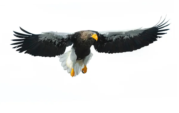 Águila Marina Adulta Steller Vuelo Aislada Sobre Fondo Blanco Nombre —  Fotos de Stock