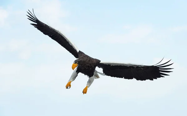 Ενηλίκων Steller Της Θάλασσας Αετός Προσγειώθηκε Πάνω Από Γαλάζιο Ουρανό — Φωτογραφία Αρχείου