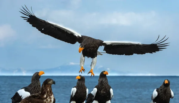 Águia Marinha Steller Adulto Voo Sobre Céu Azul Oceano Nome — Fotografia de Stock