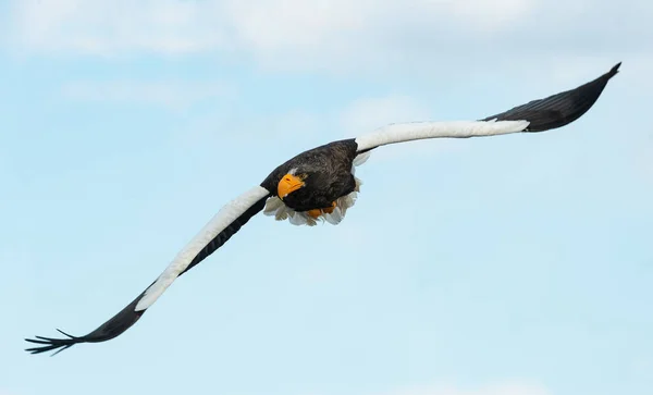 Dospělý Orel Letu Nad Modré Oblohy Moře Vědecký Název Haliaeetus — Stock fotografie