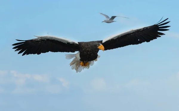 Der Ausgewachsene Seeadler Flug Über Blauen Himmel Und Meer Wissenschaftlicher — Stockfoto