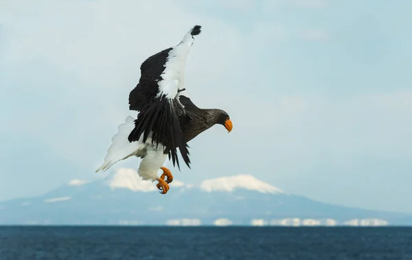 Adult Stellers Sea Örnen Landade Över Blå Himmel Och Hav — Stockfoto