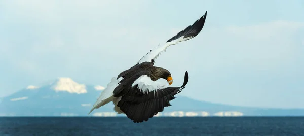 Ενηλίκων Steller Της Θάλασσας Αετός Προσγειώθηκε Πάνω Από Γαλάζιο Ουρανό — Φωτογραφία Αρχείου