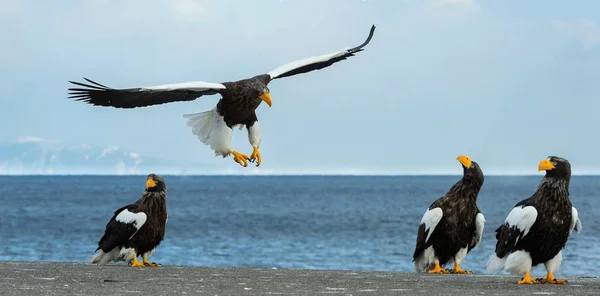 アダルト オオワシは 青い空と海で上陸しました Haliaeetus 冬のシーズン — ストック写真